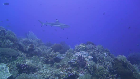 camera follow a blacktip reef shark that is swimming next to the reef alt