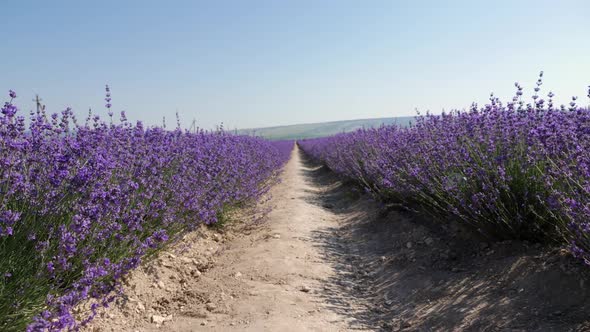 Bright Beautiful Flowering Field of Lavender in the Crimea alt