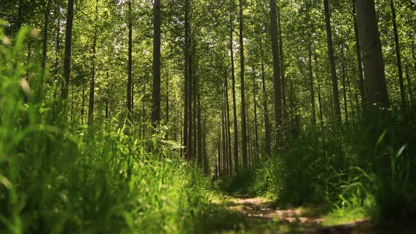 Woodland trail in Summer