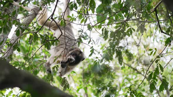 Female folivorous black howler, alouatta caraya with golden fur, hanging upside down from tree, grab alt