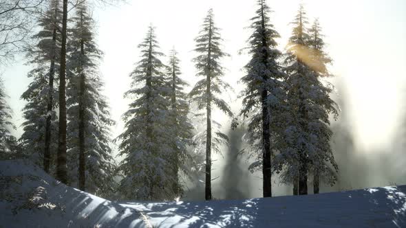 Splendid Christmas Scene in the Mountain Forest. Colorful Winter Sunrise alt