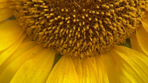 Rotation Sunflower Head With Petals