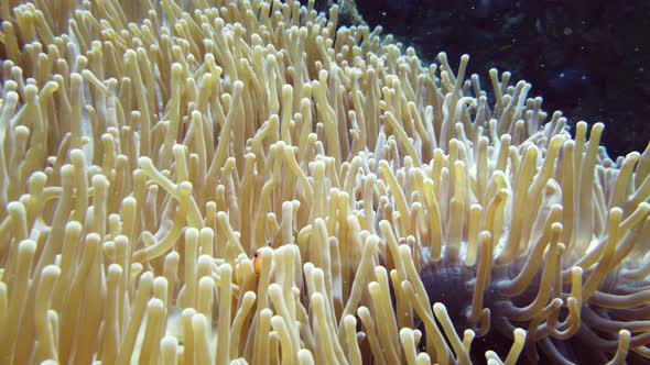 Sea Anemone and Clown Fish. alt