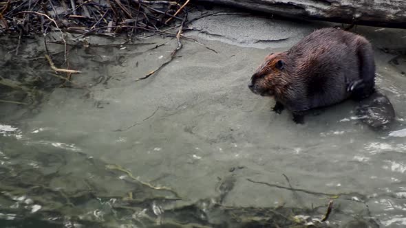 A North American Beaver scratches itself on the bank of the Skagit River in Washington State. alt