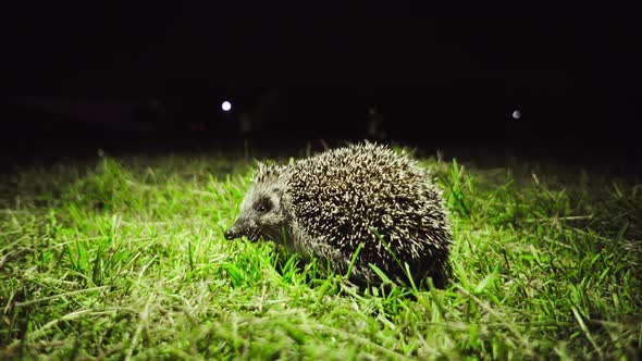 A small hedgehog sneezes, looks into the camera, then escapes into the darkness alt