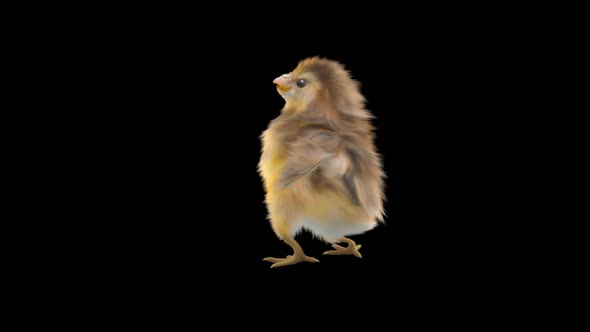14 Baby Chicks Dancing HD alt