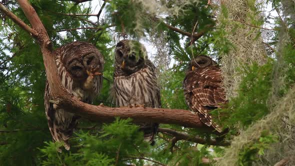 Barred Owl Family in Southern Florida 