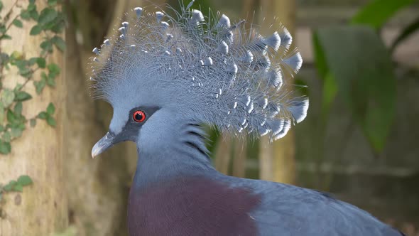 Portrait shot of Victoria Crowned Pigeon resting in Wilderness,looking at camera - close up shot alt