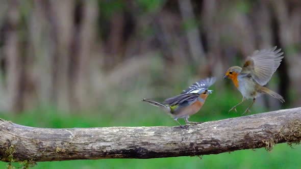 A male Chaffinch (Fringilla coelebs) and Robin (Erithacus rubecula) fighting on a wooden log in slow alt
