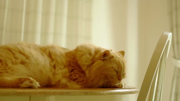 Cat Sleeping on Table alt