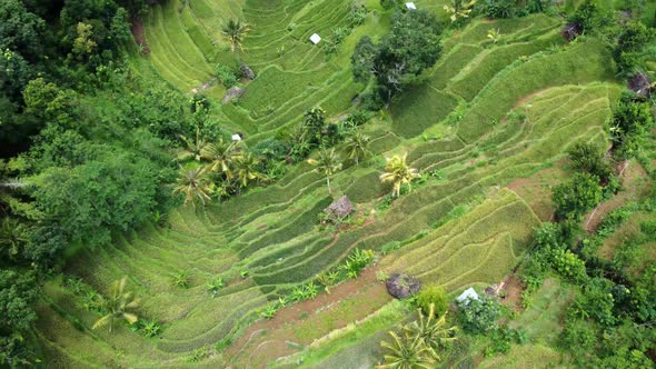 Indonesia rice terraces field Aerial view taken from drone camera. can be used for the promotion of alt