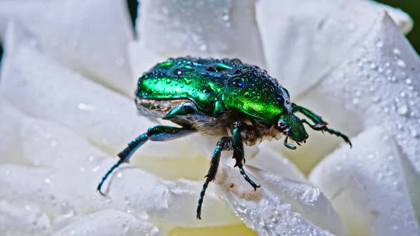 Close-up View of Green Rose Chafer - Cetonia Aurata Beetle on White Flower of Peony. Amazing Emerald alt