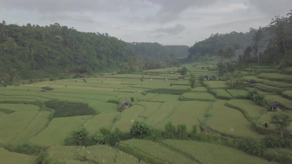 Flying Over Ricefield in Bali