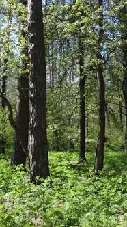 Vertical Video of Green Forest During the Day alt