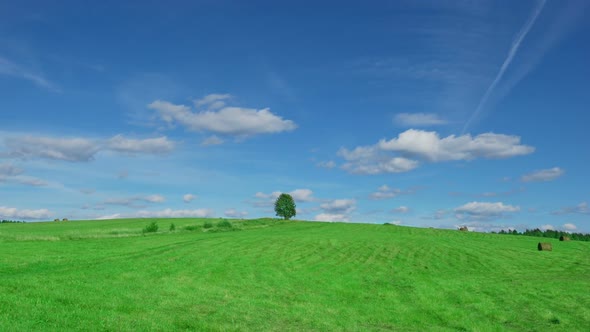 Shot of Lonely Tree on Green Field With Hay Bales