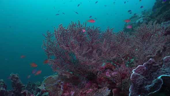 Coral Reef with soft-and hard corals and reef fishes from the Philippines alt