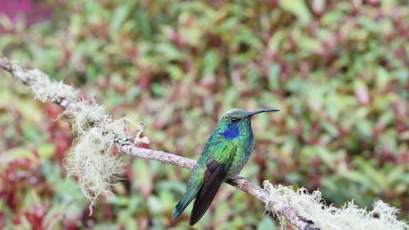 Costa Rica Lesser Violetear Hummingbird (colibri cyanotus) Close Up Portrait of Flying Bird Landing alt