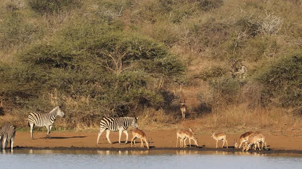 Zebras And Impala Antelopes - Kruger National Park alt