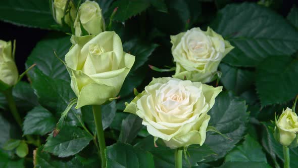 Timelapse of White Roses Grows Blossoms from Buds to Big Flowers on Green Leaves Background alt