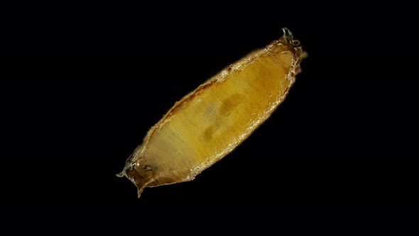 Pupa of Fruit Fly Drosophila Melanogaster Under a Microscope Order Diptera alt