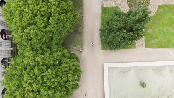 Person walking in city park near buildings with vibrant trees on windy day, top down view alt
