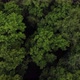 Top View of Trees Swaying in the Wind in a Dense Summer Forest. Green Crowns of Deciduous Trees - VideoHive Item for Sale