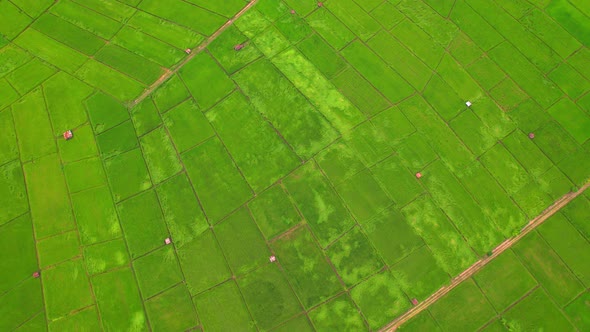 4K Aerial view of agriculture in rice fields for cultivation. alt