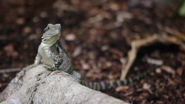 Young water dragones toward camera, turns head - slow motion 100fps alt