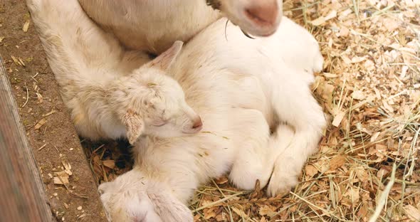 Baby Sheep Sleeping in The Farm