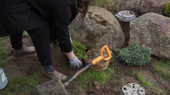 Closeup of Planting a Young Thuja Tree in a Hole