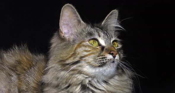 Tortie Maine Coon Domestic Cat, Portrait of Female against Black Background, Normandy in France alt