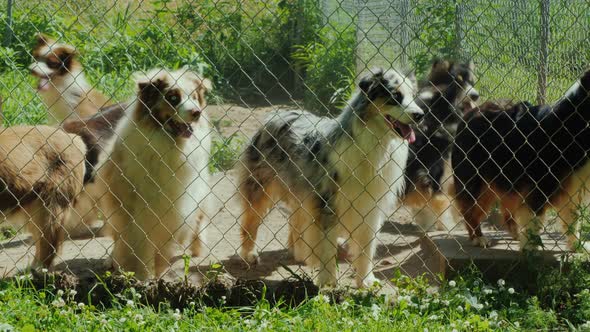 Active Dogs of the Breed Australian Shepherd in the Aviary alt