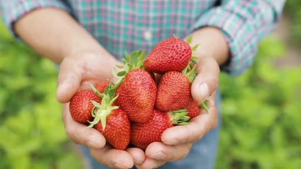 Close Up of Male Farmer Holds Some Large Ripe Strawberry in His Hands alt