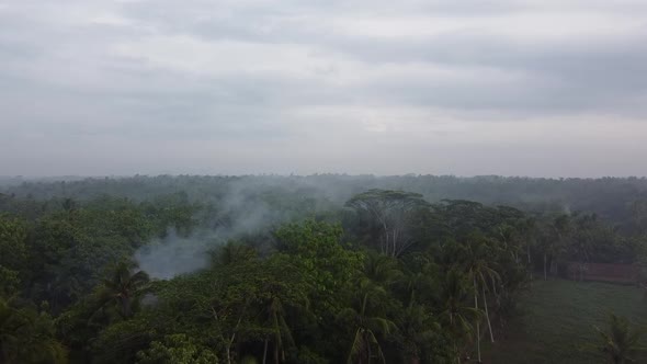 Rainforest ecosystem alt