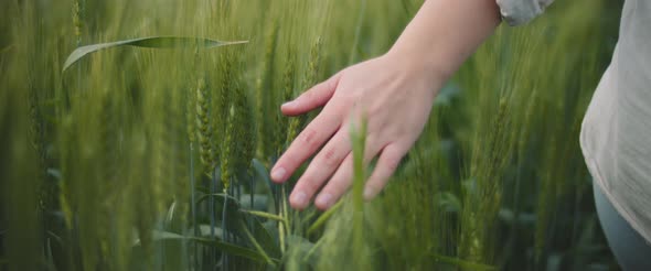 Woman's hand touching green grass in a wheat field alt