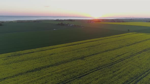 Rapeseed Fields at Sunset Aerial