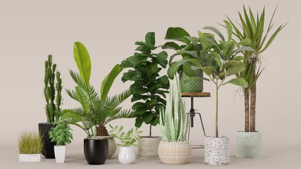 Home plants in pots on beige background. Plants lover concept, green interior details. 