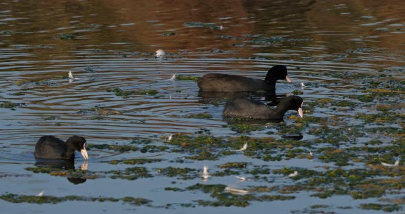 Eurasian coot, Fulica atra,  Occitanie, France alt