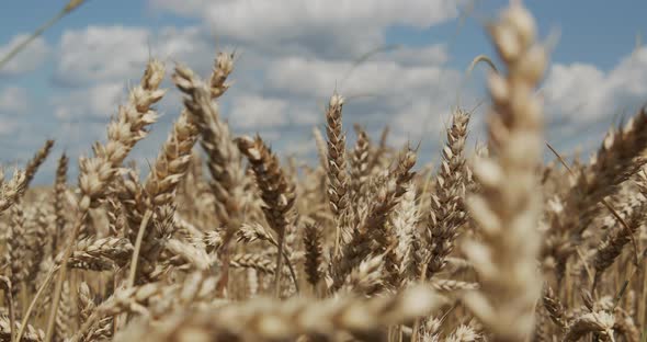 Ripe Ears Of Wheat On The Field At Sunset alt