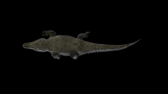 Crocodile Walk Lower Angle alt