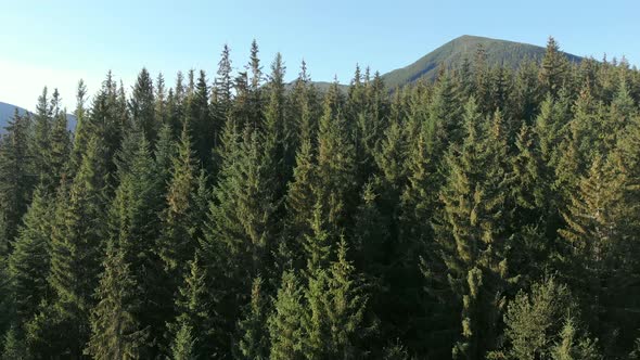 Beautiful Mountainous Area. Forest in the Mountains. View From Above. Trees Grow on Hills. Ukrainian