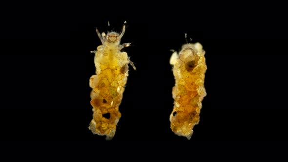 Trichoptera Larvae Under the Microscope, of the Apataniidae Family. Endemic To Lake Baikal alt