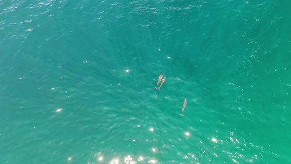 Three dolphins swimming in the turquoise waters of the Maldives islands, Aerial top view shot alt
