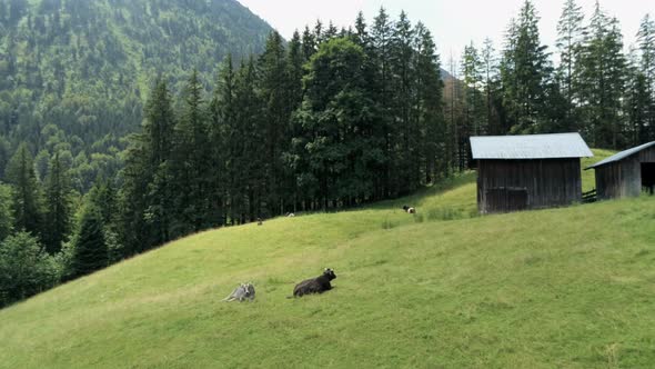 Cows Lie on Grass Meadow in Alpine Countryside Animal Farm in Bavarian Mountains
