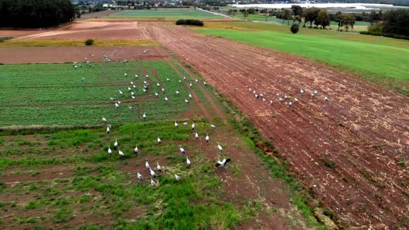 Large group of common cranes starting, taking off from rural field for migration flight. Poland, pom alt