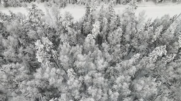 New Year's Winter Forest Spectacularly Covered with Snow Aerial View alt