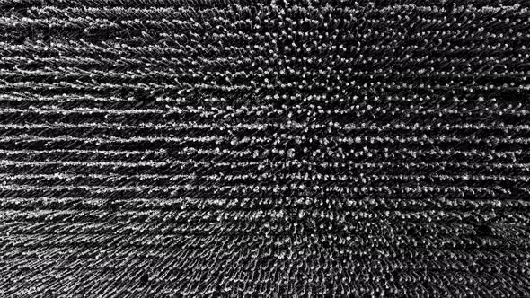 working brush bristles. super macro plan. camera departure alt