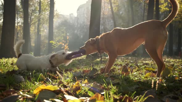 Two Dogs Pull Puller Each Other's Toy in Park on Sunny Day alt