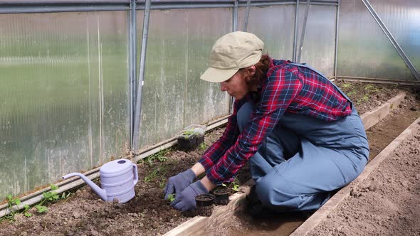 Female Gardener Plants Seedlings in The Ground in a Greenhouse