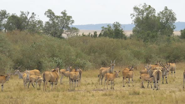 Common elands in Masai Mara alt